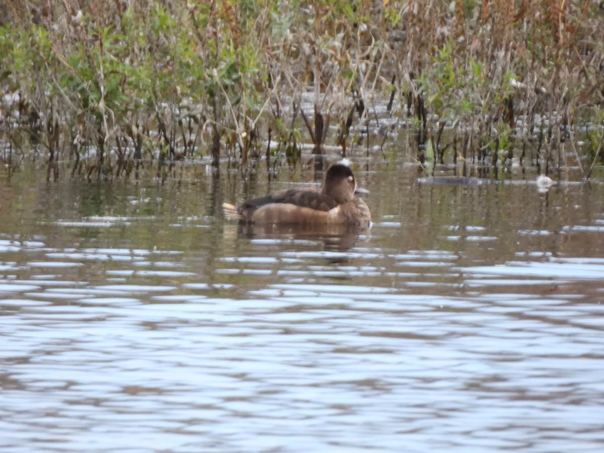 Moretta dal collare - ML644063992