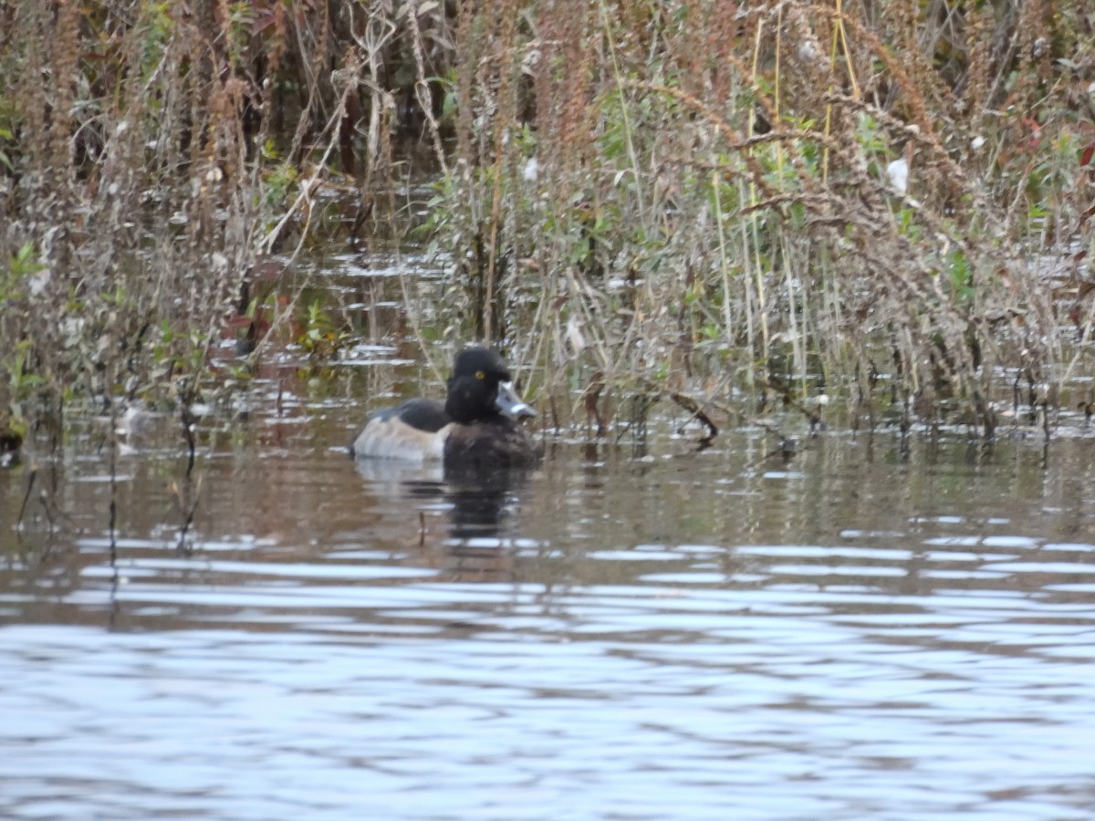 Moretta dal collare - ML644063993