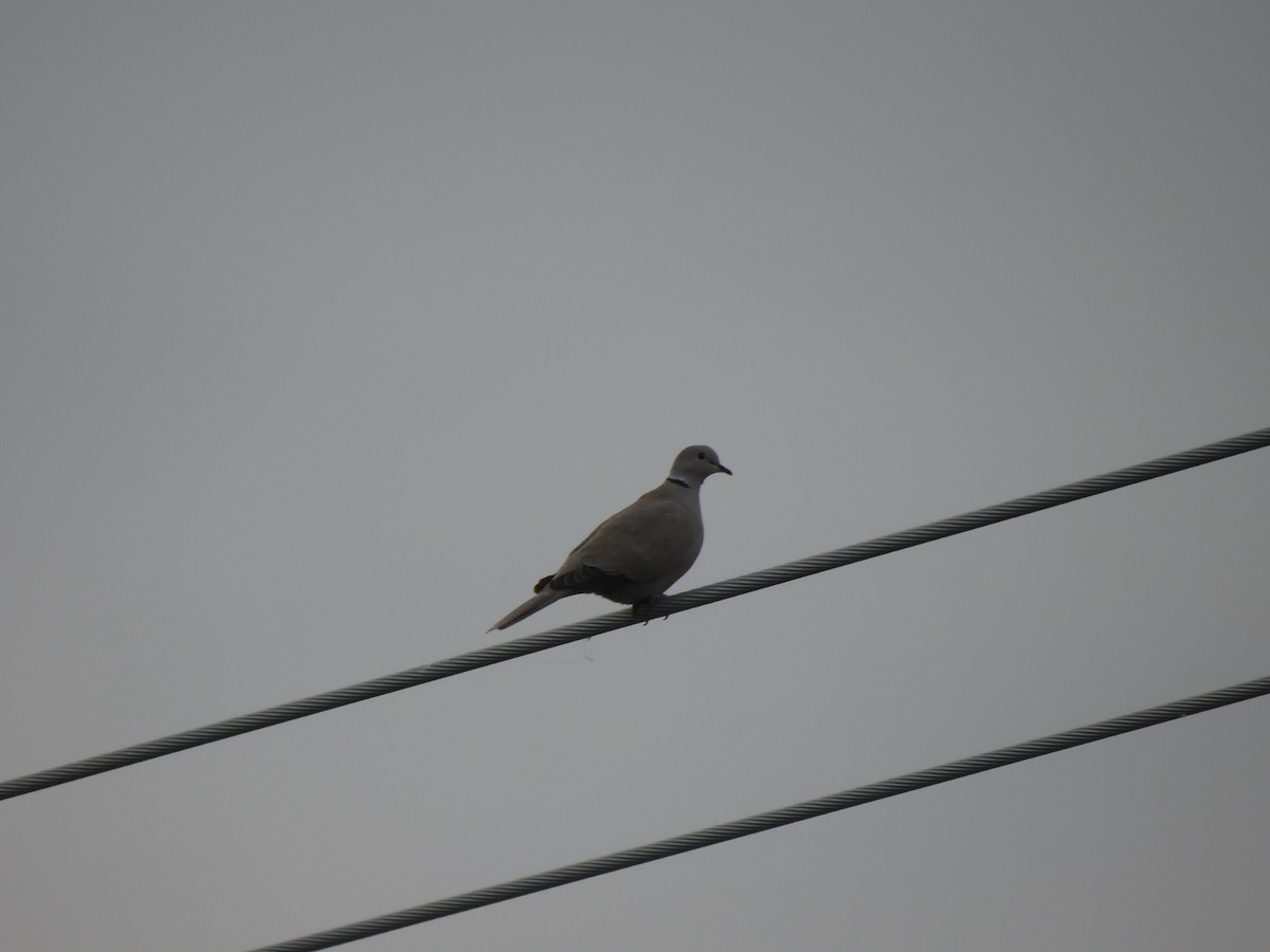 Tortora dal collare - ML644063999