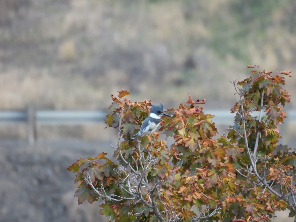 Belted Kingfisher - ML644064004