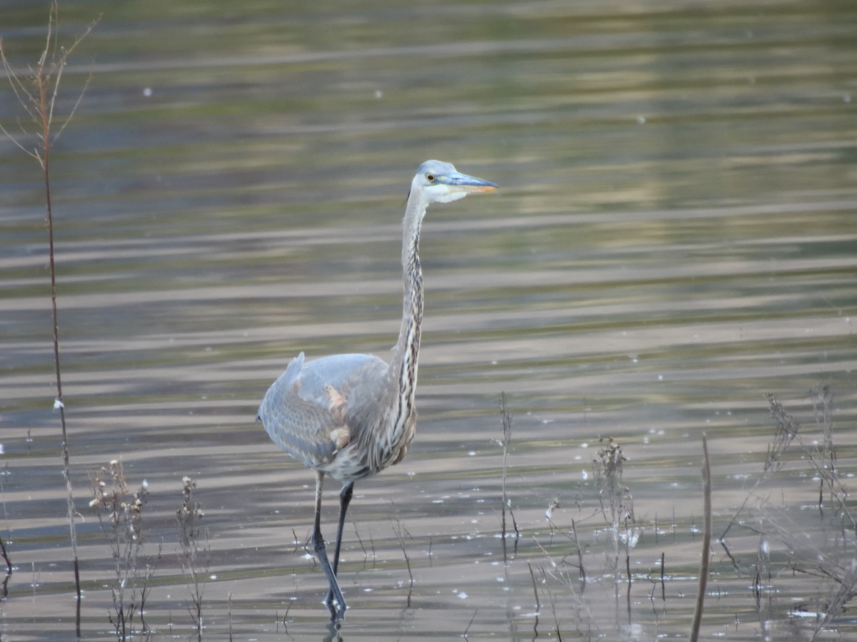 Great Blue Heron - ML644064011