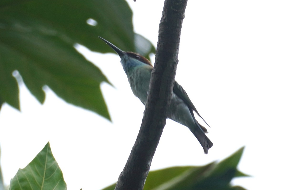 Blue-throated Bee-eater - ML644064027