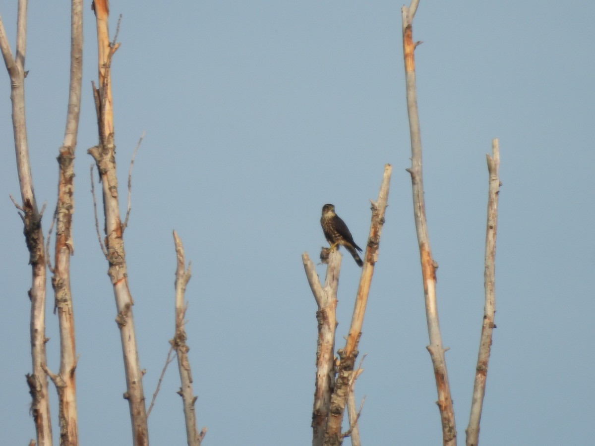 Merlin - ML644064052