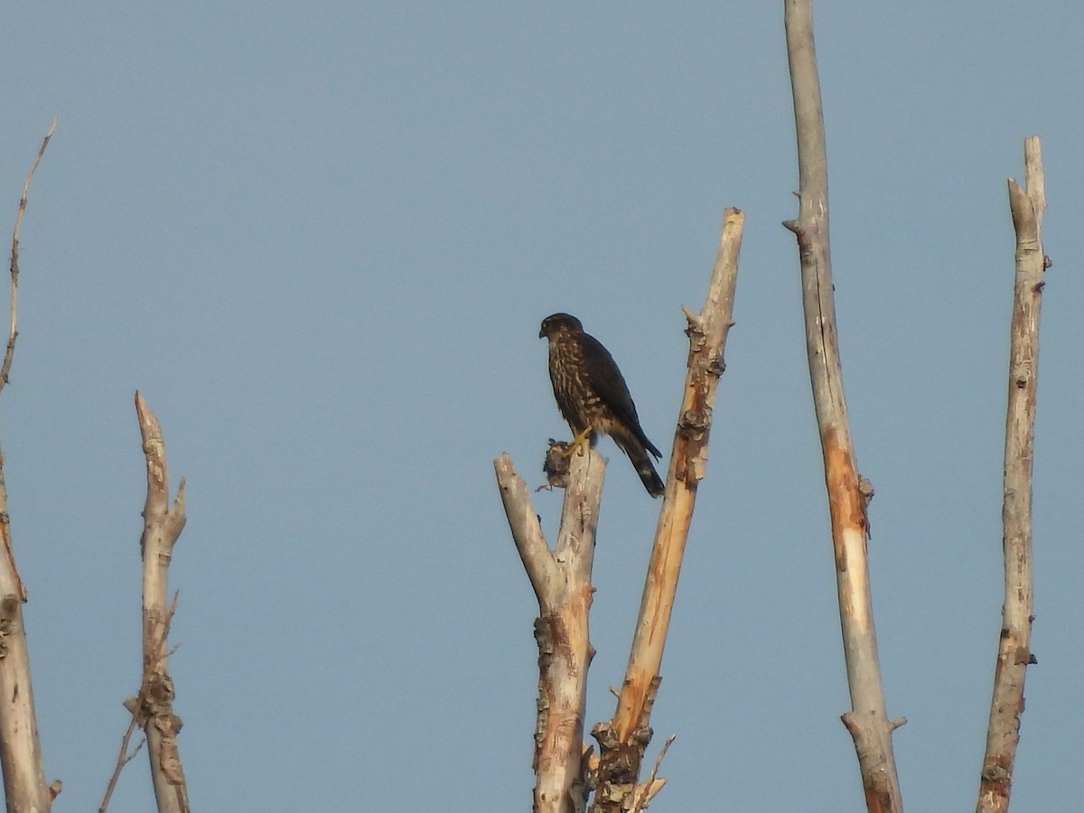 Merlin - ML644064056