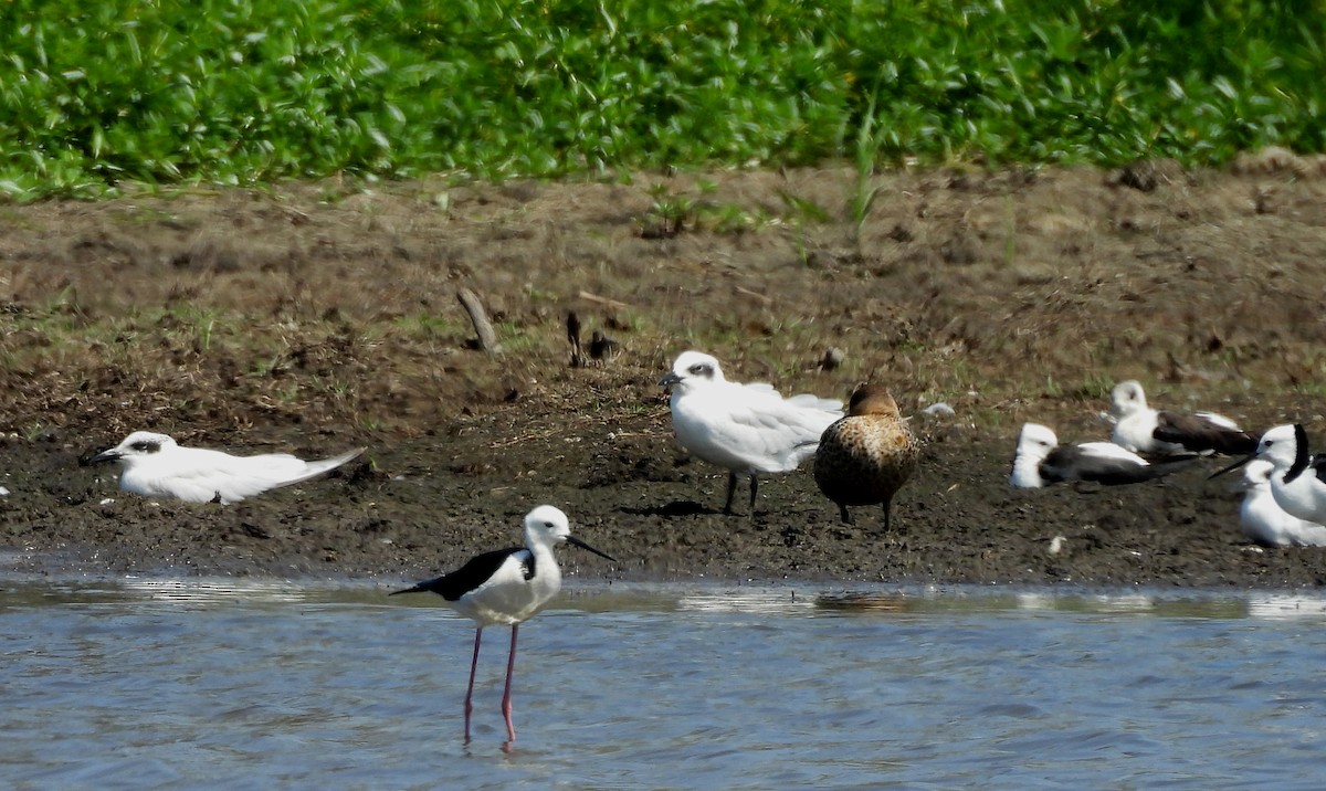 Australian Tern - ML644064071