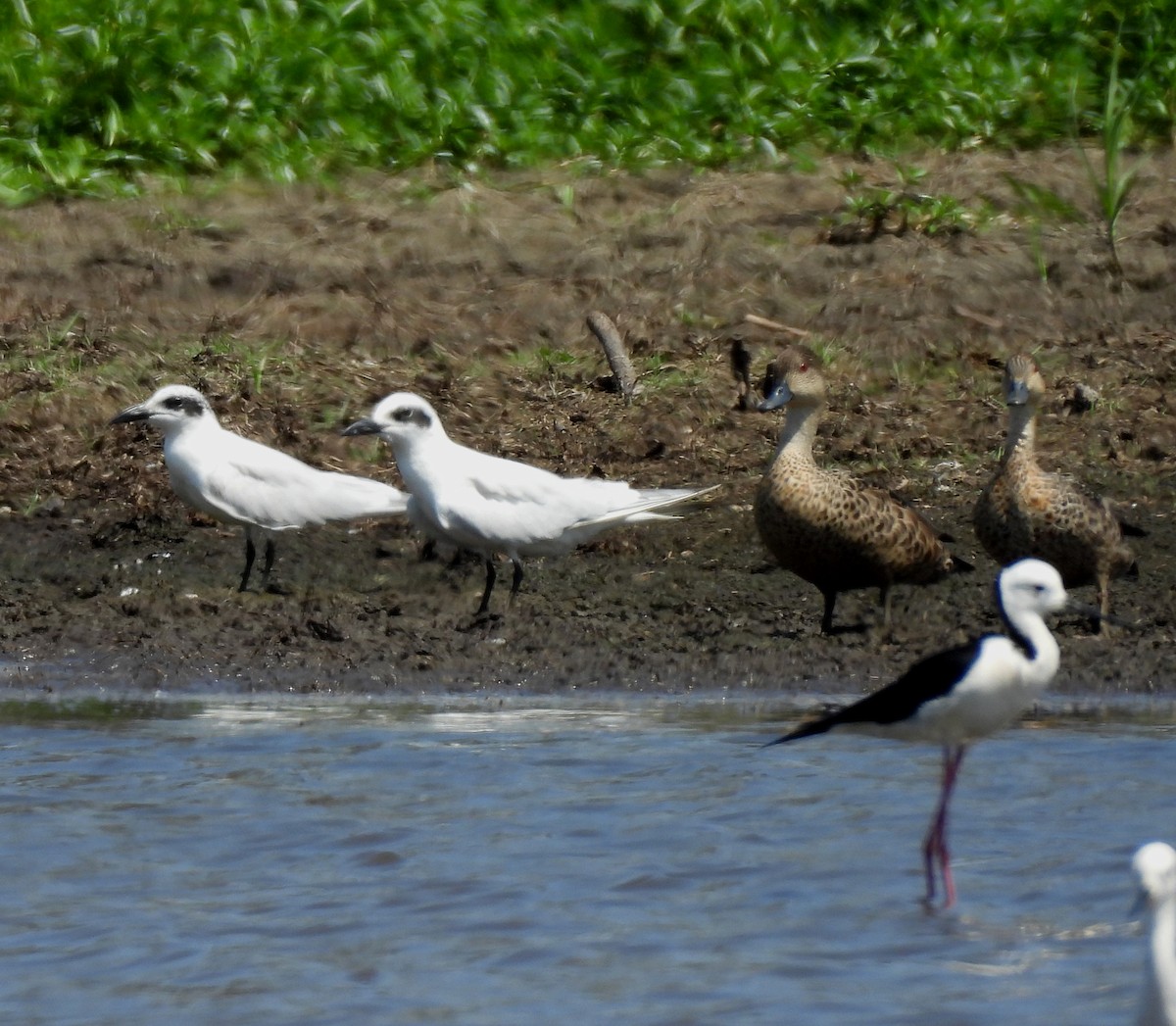 Australian Tern - ML644064072
