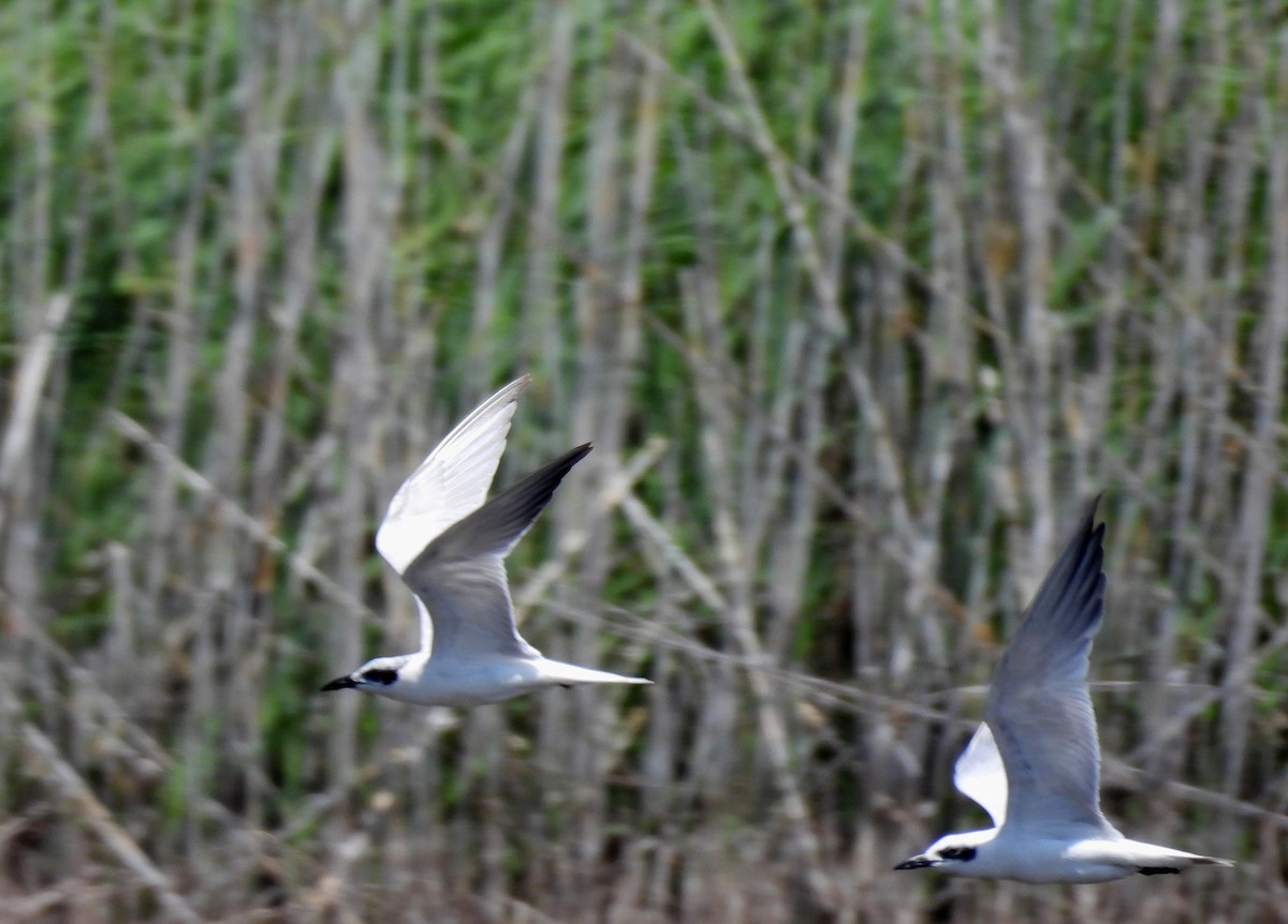 Australian Tern - ML644064075
