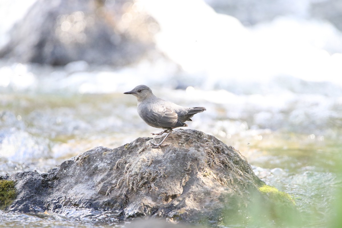 American Dipper - ML644064084