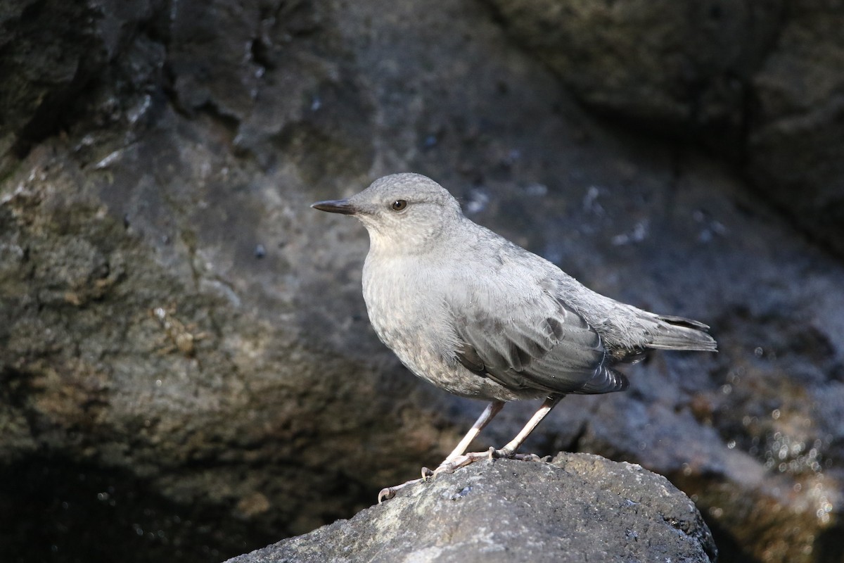 American Dipper - ML644064085