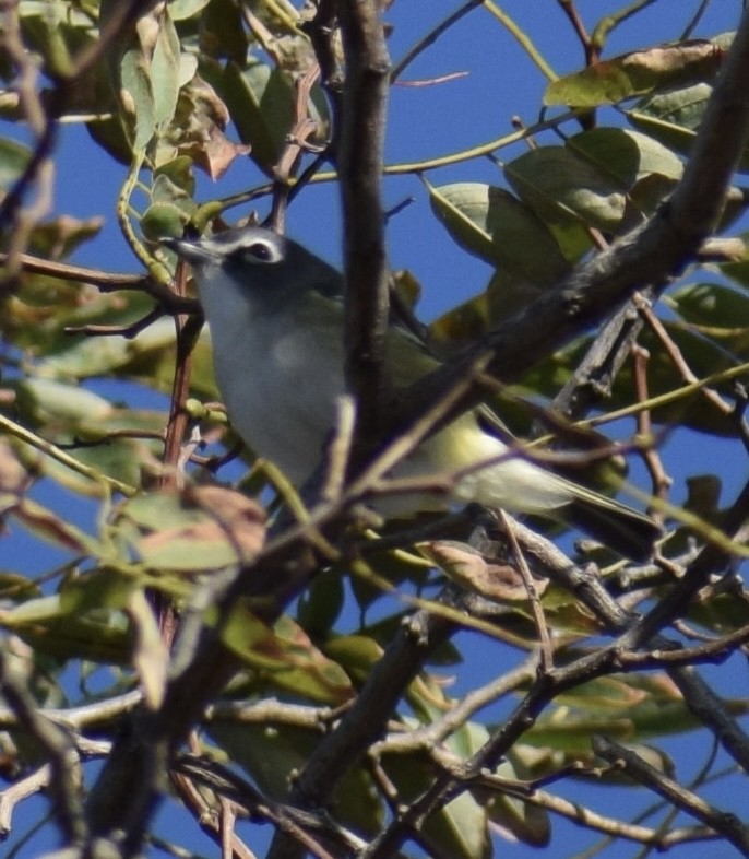 Mavi Başlı Vireo - ML644064098