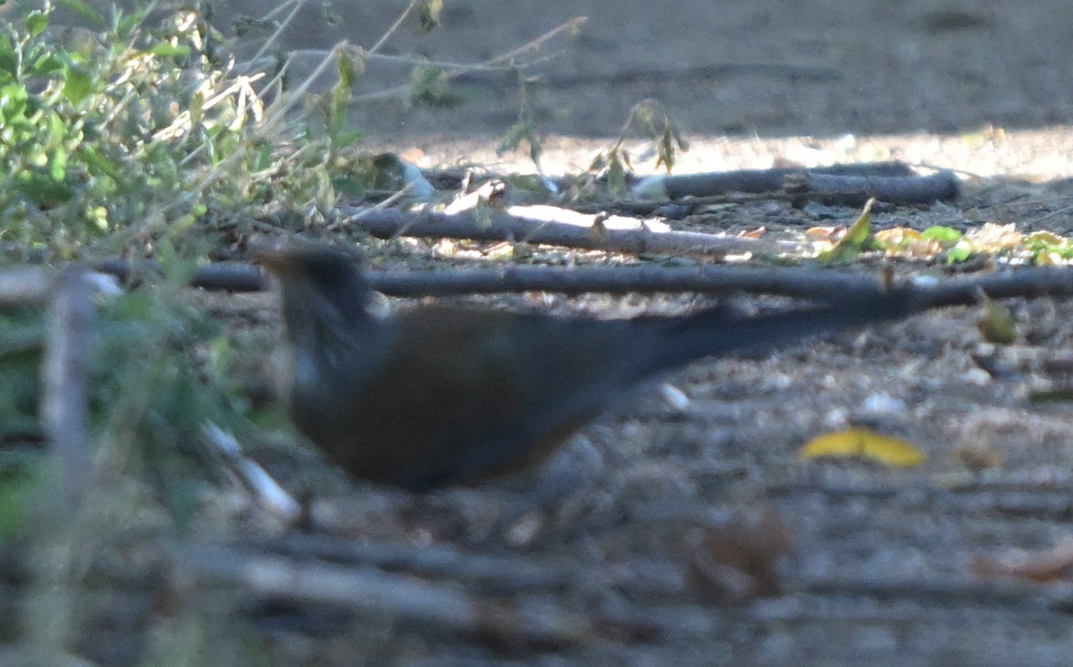 Rufous-backed Robin - ML644064110