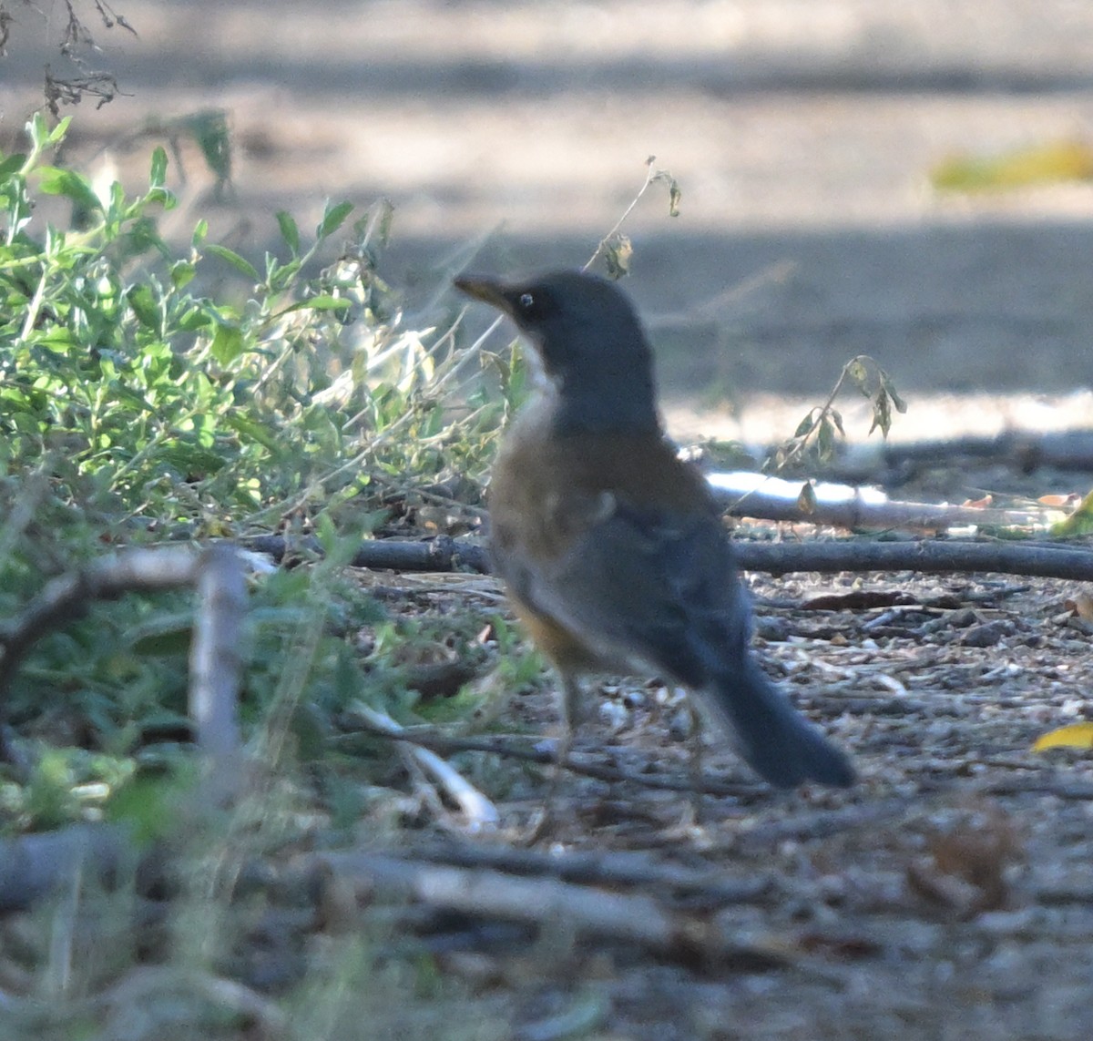 Rufous-backed Robin - ML644064111