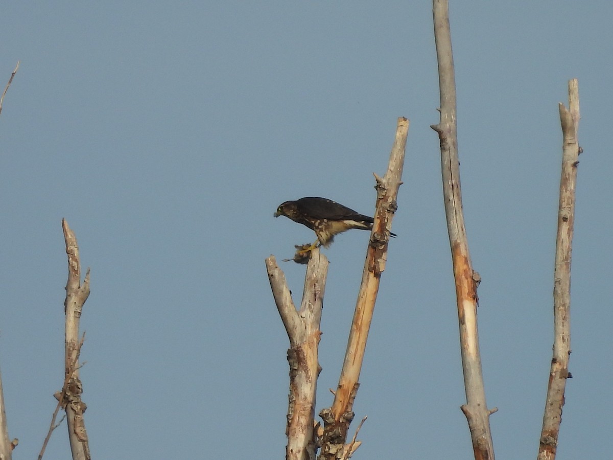 Merlin - ML644064118