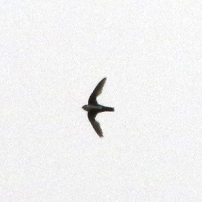 White-throated Swift - ML644064135