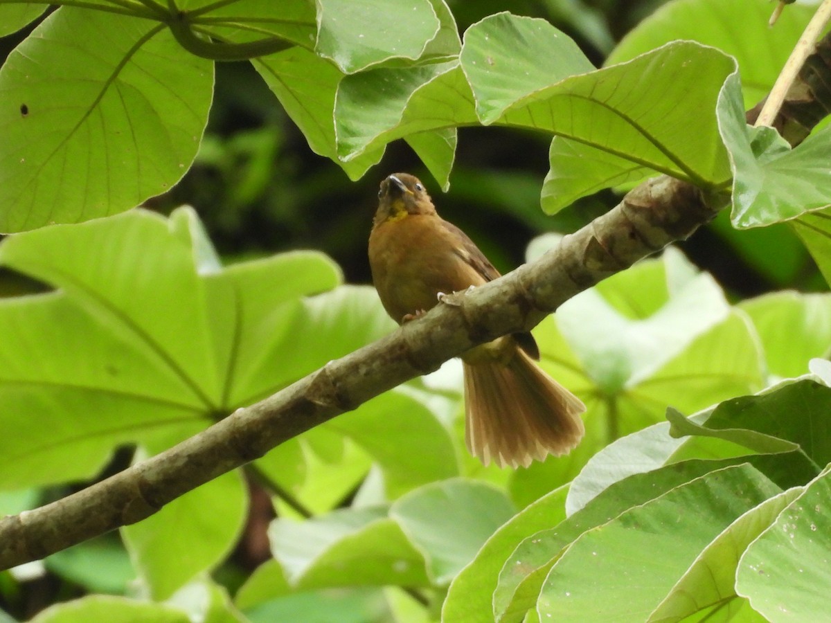 Habia à gorge rouge - ML644064137