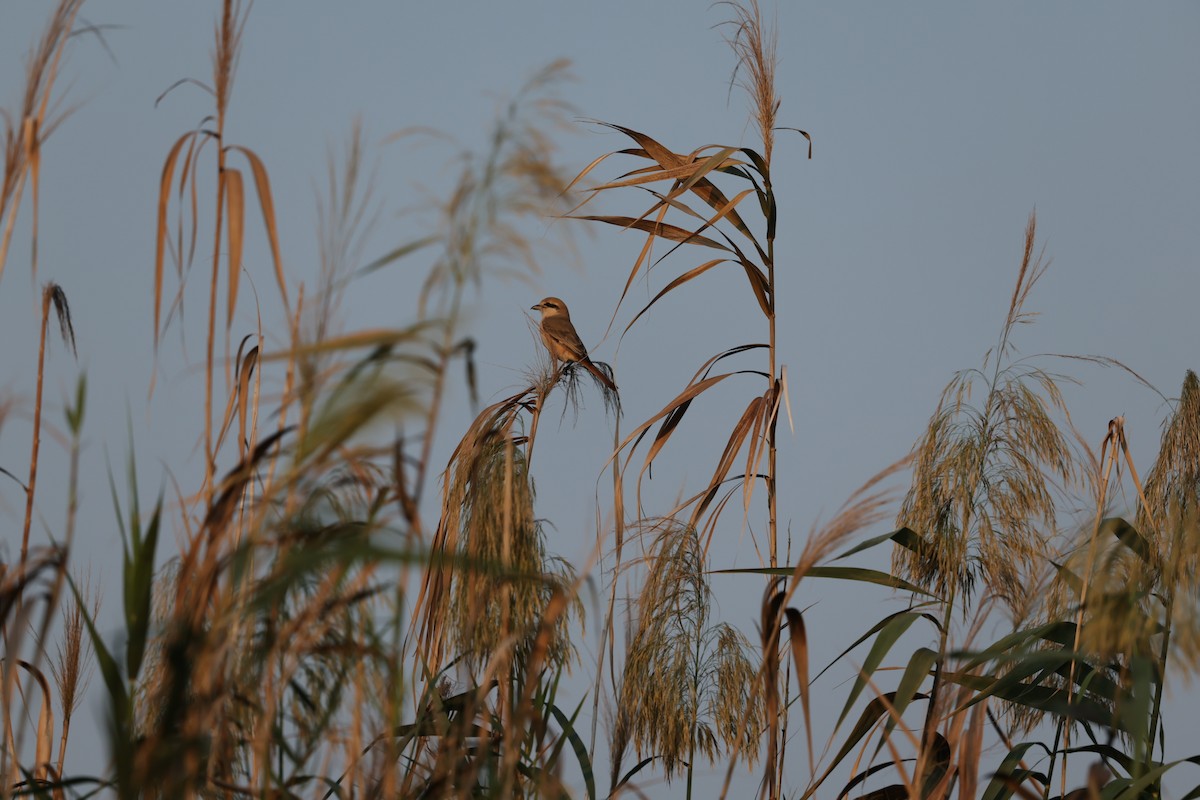 isabellavarsler (isabellinus) - ML644064141