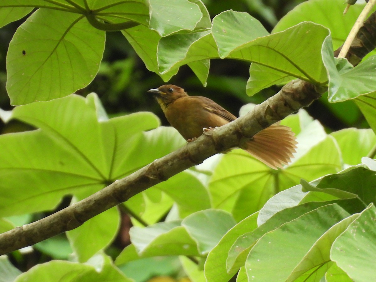 Habia à gorge rouge - ML644064157