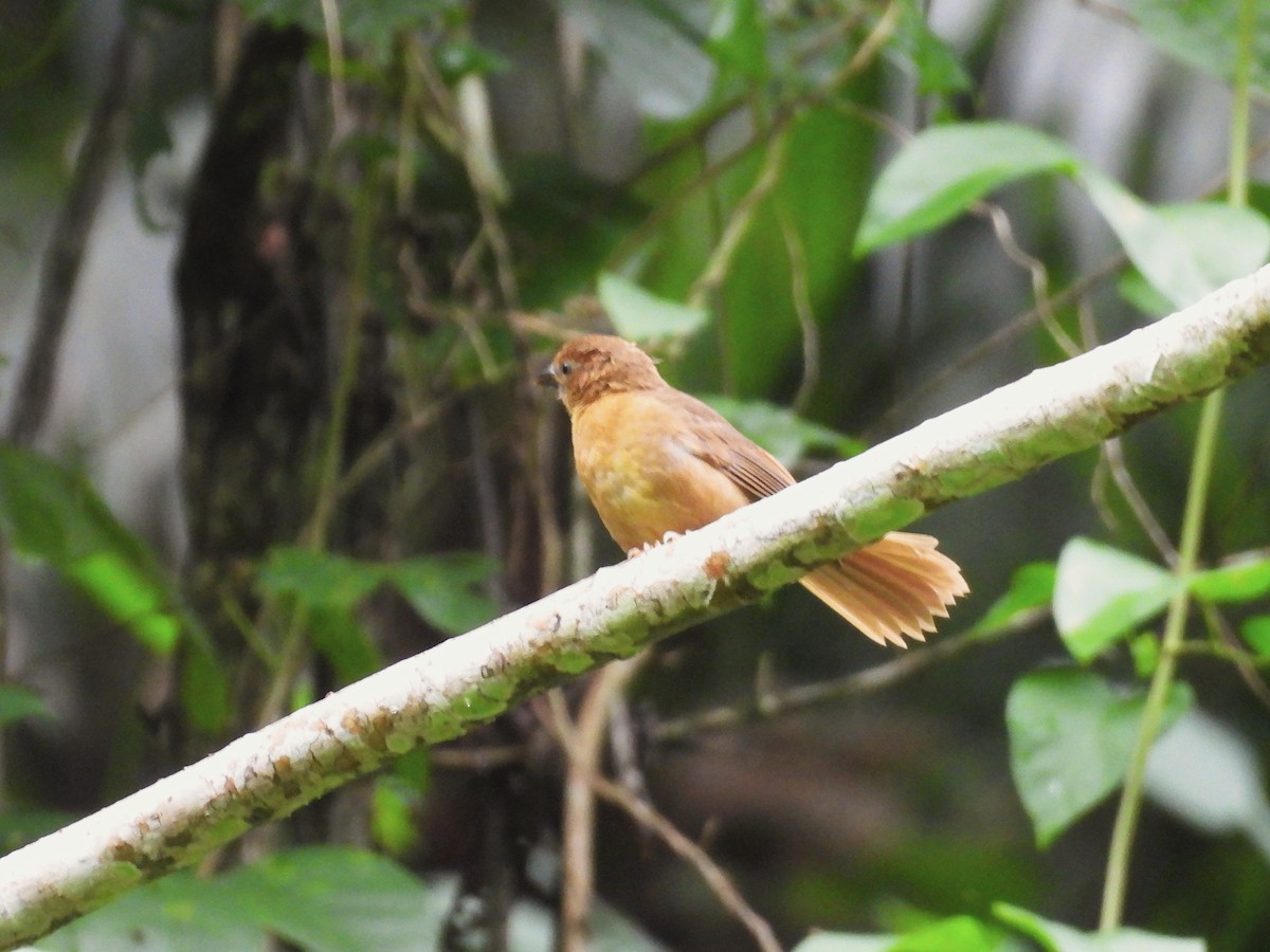 Habia à gorge rouge - ML644064161