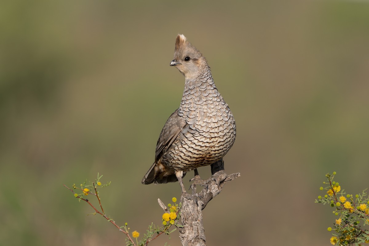 Scaled Quail - ML644064164