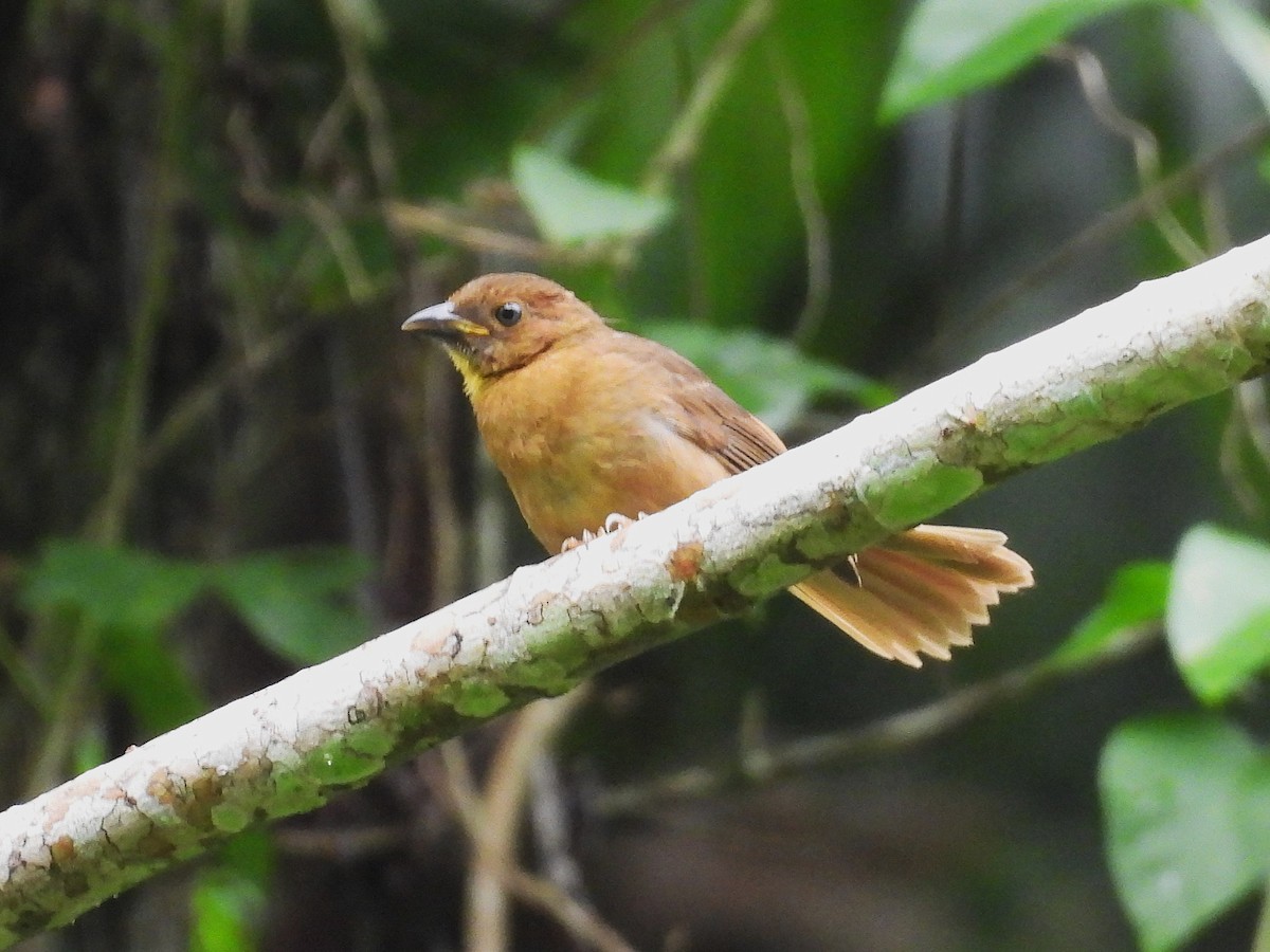Habia à gorge rouge - ML644064170