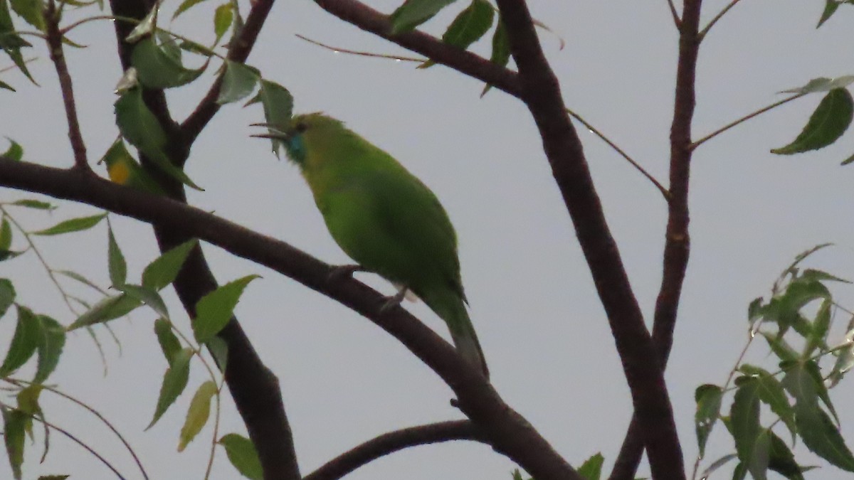 Jerdon's Leafbird - ML644064175