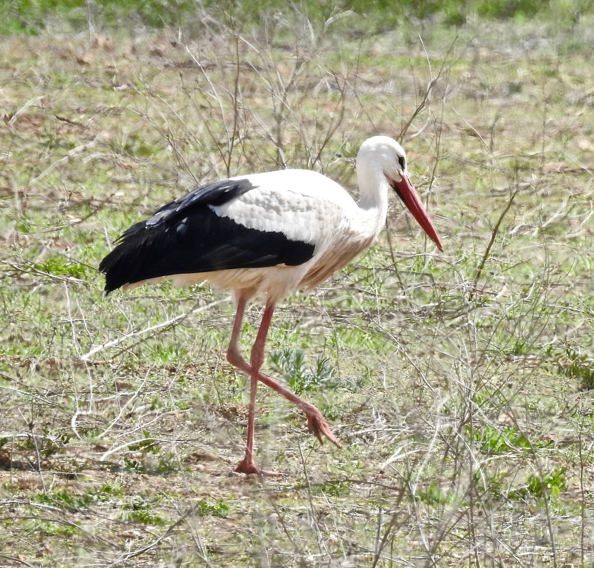 White Stork - ML644064181
