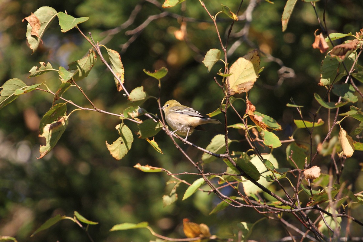 Bay-breasted Warbler - ML644064190