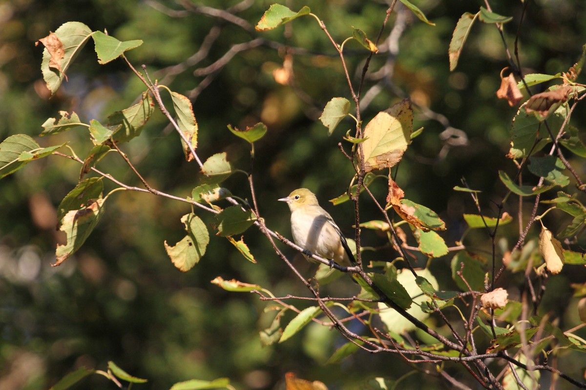 Bay-breasted Warbler - ML644064191