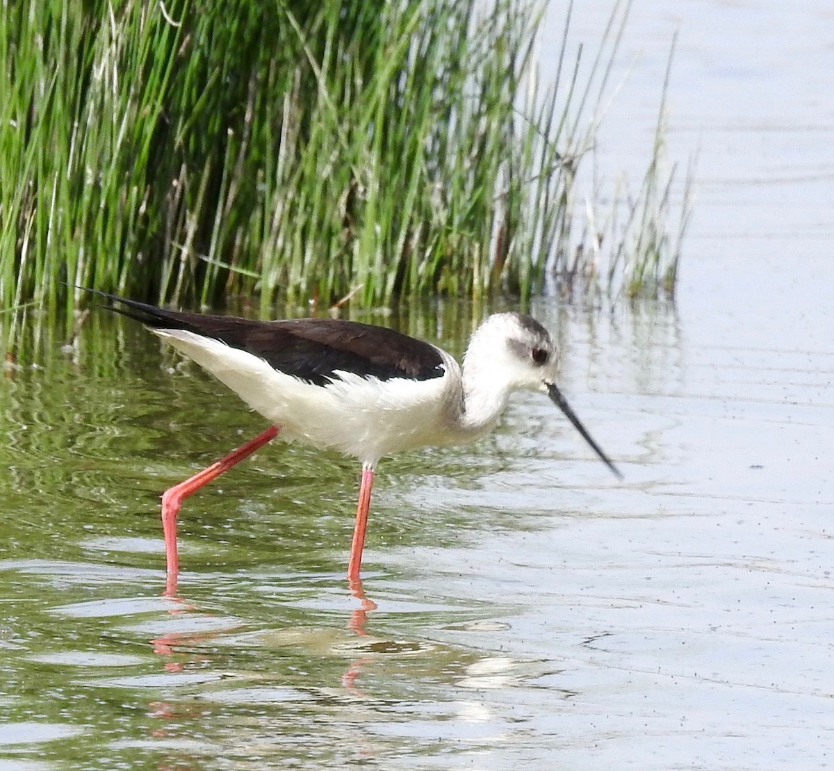 Black-winged Stilt - ML644064212