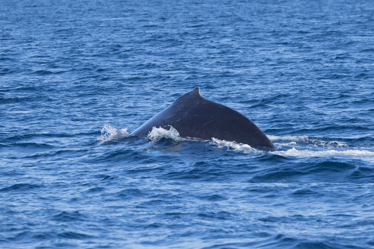 Animals - ML644064217