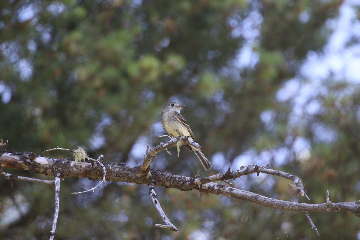 Dusky Flycatcher - ML644064218