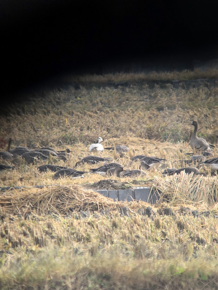 Хээрийн галуу - ML644064220