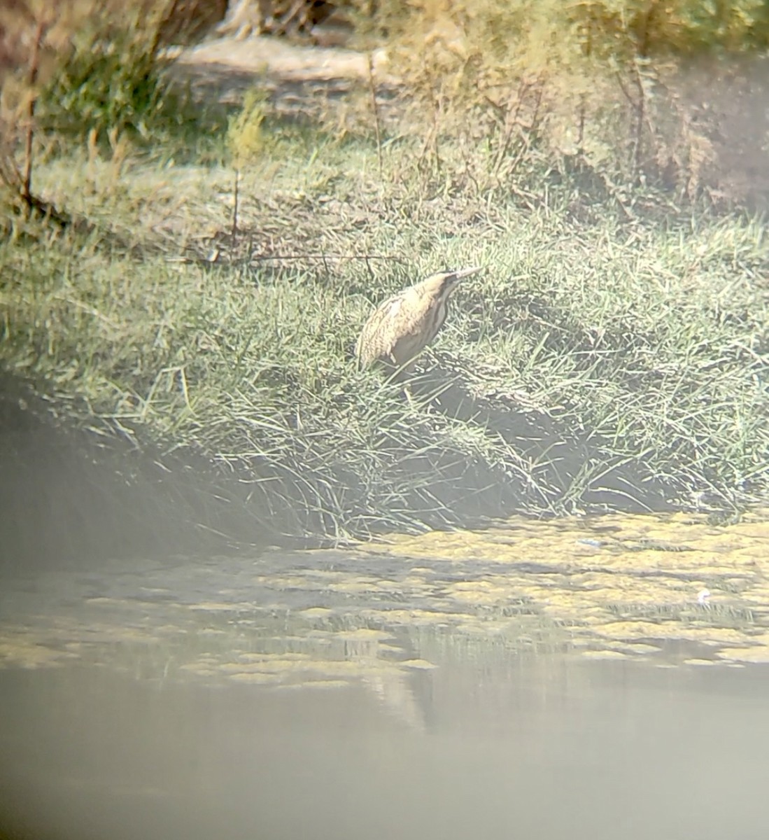 Eurasian Bittern - ML644064221