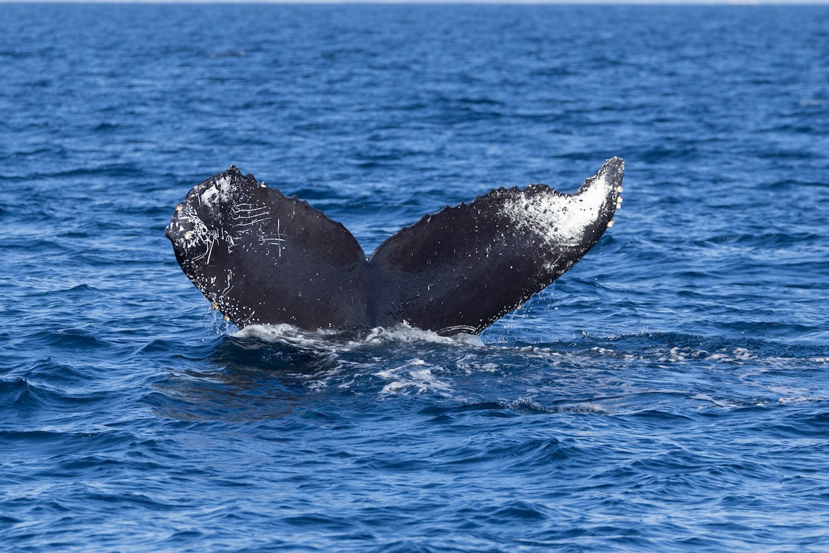 Animals - ML644064222