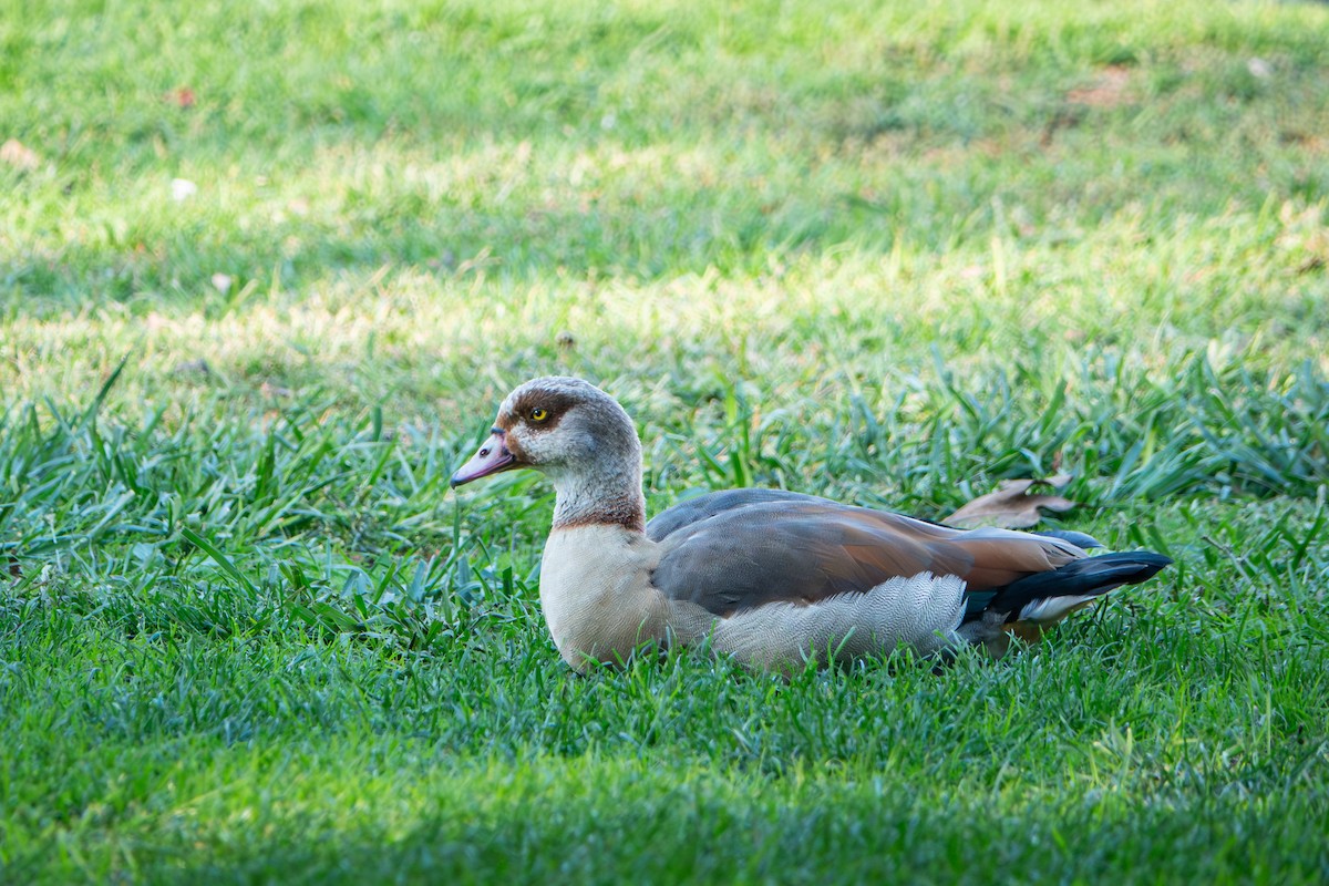 Egyptian Goose - ML644064230