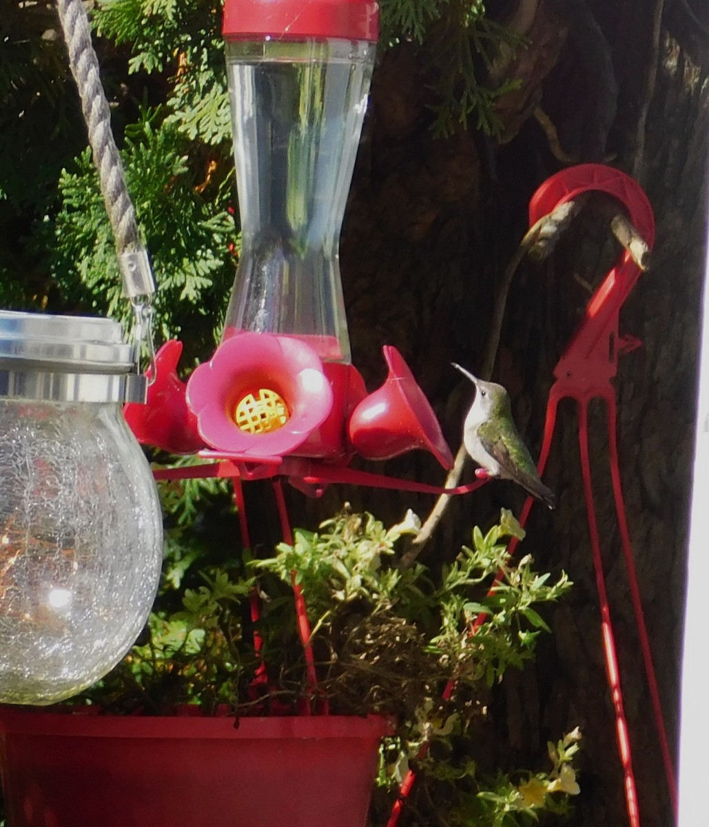 Ruby-throated Hummingbird - ML644064242