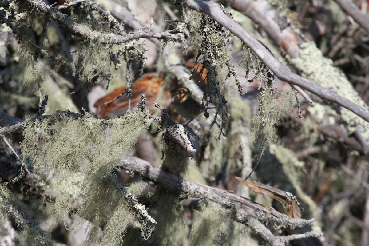 Nelson's Sparrow - ML644064249