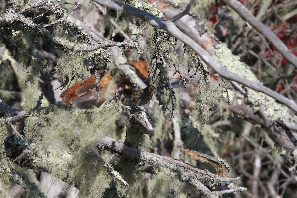 Nelson's Sparrow - ML644064251