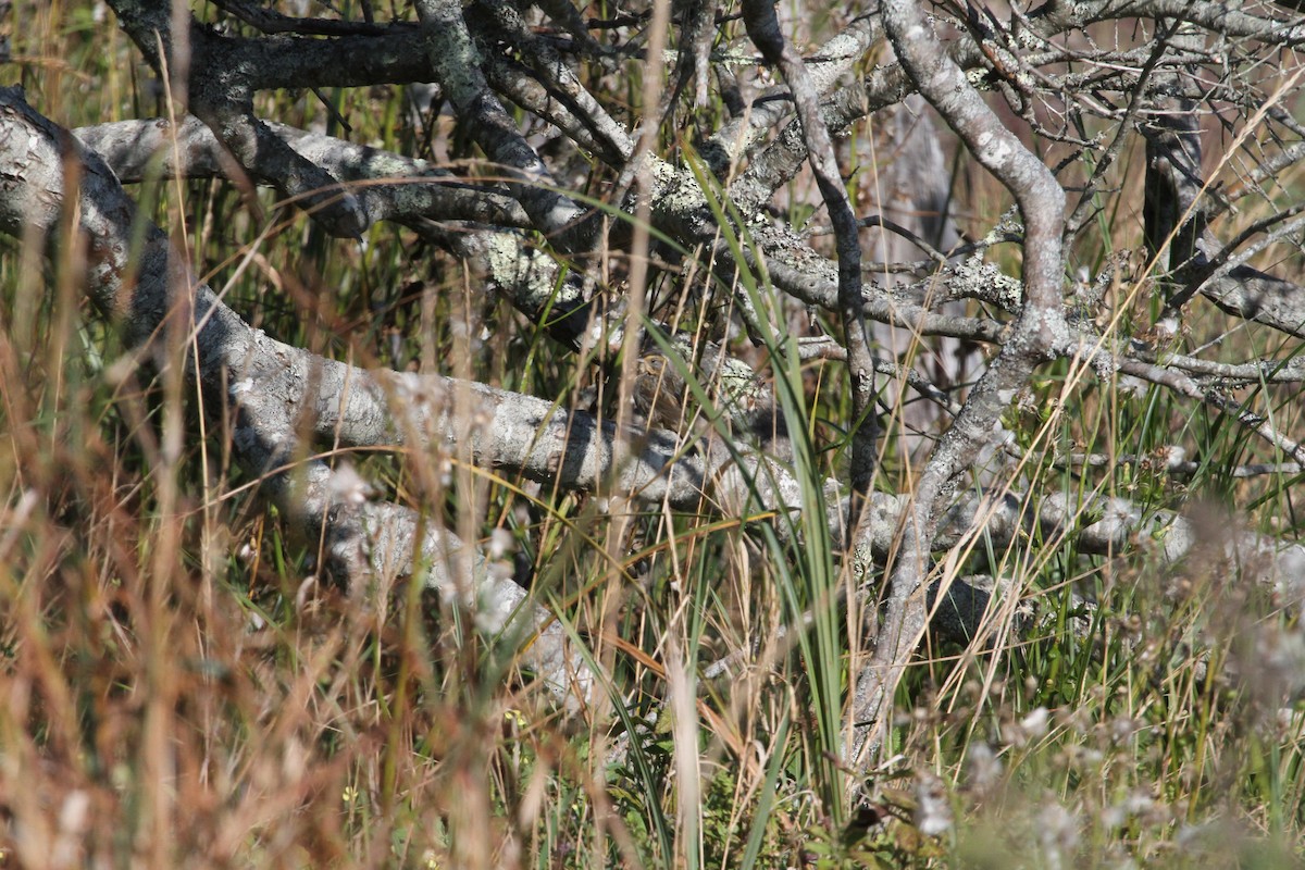 Nelson's Sparrow - ML644064252