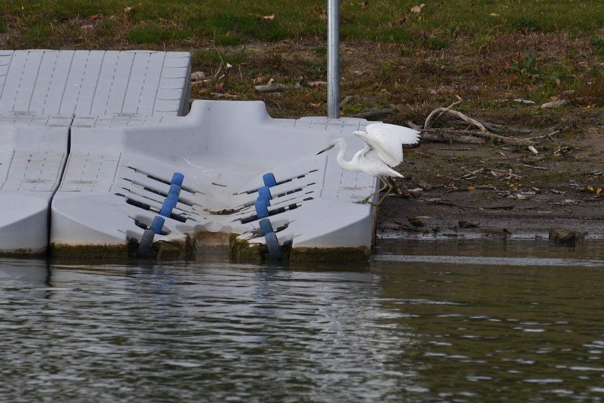 Little Blue Heron - ML644064253
