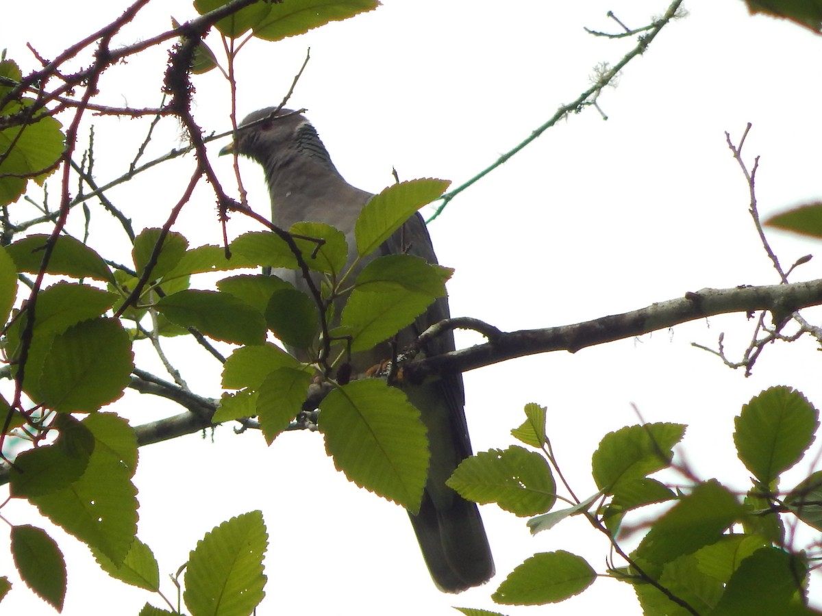 Band-tailed Pigeon - ML644064255