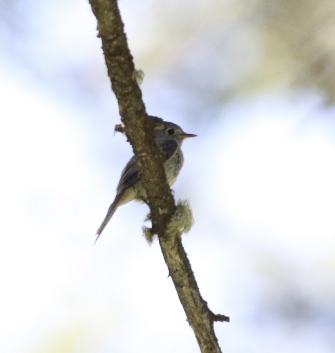 Dusky Flycatcher - ML644064257