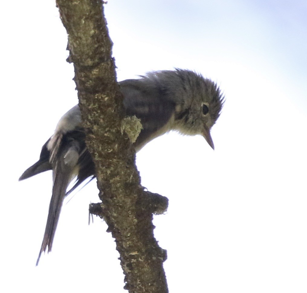 Dusky Flycatcher - ML644064258