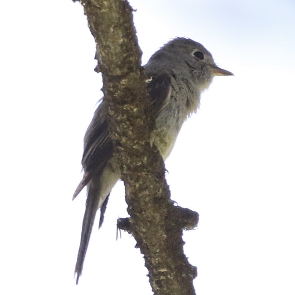 Dusky Flycatcher - ML644064259