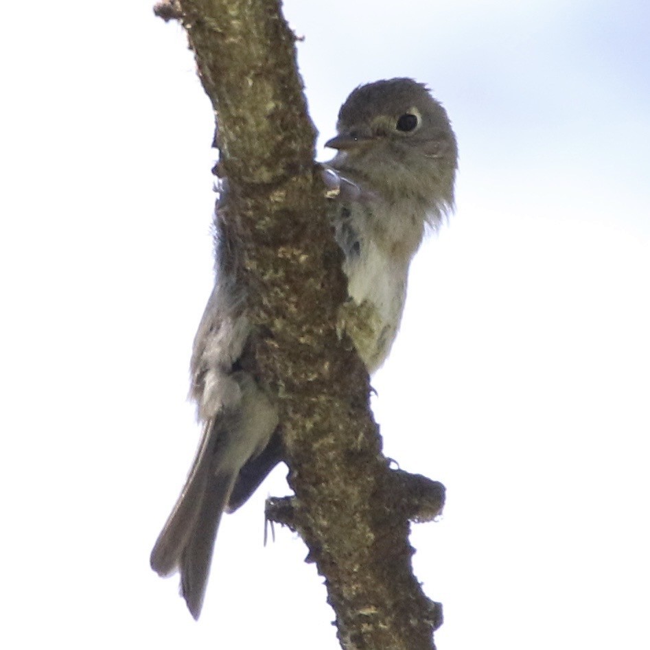 Dusky Flycatcher - ML644064260