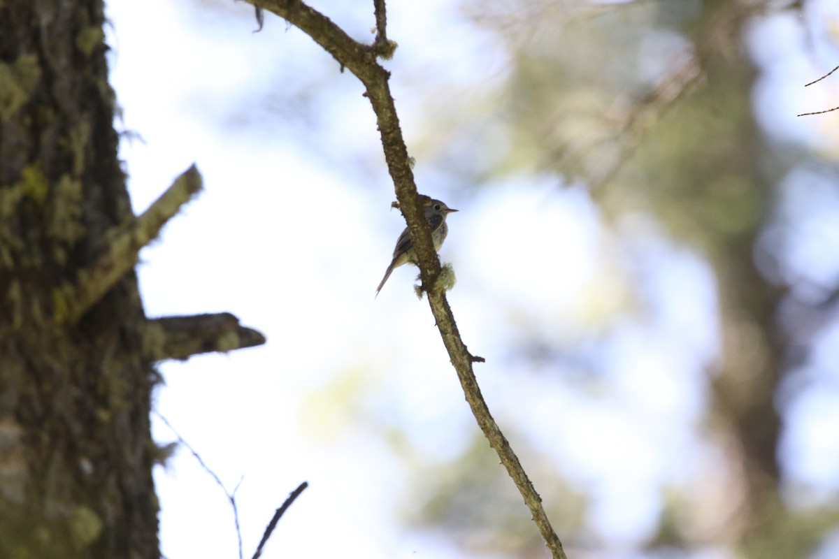 Dusky Flycatcher - ML644064261