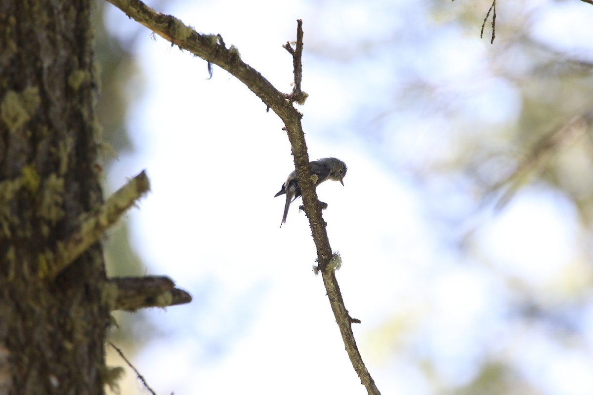 Dusky Flycatcher - ML644064262