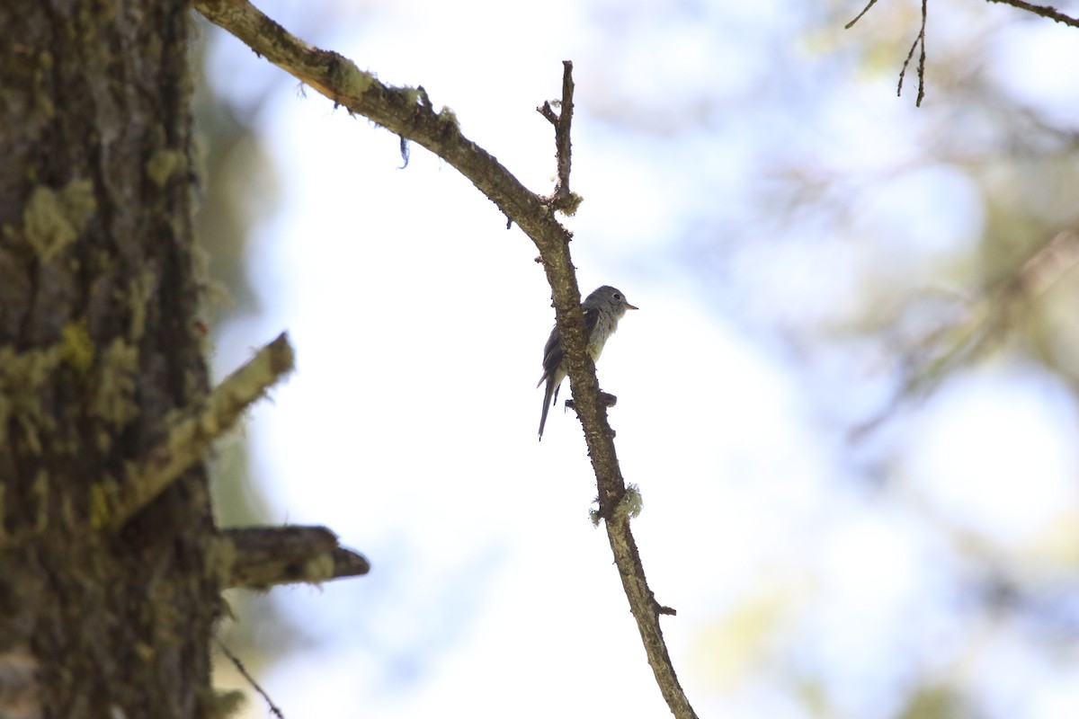 Dusky Flycatcher - ML644064263
