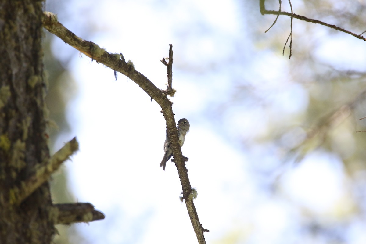 Dusky Flycatcher - ML644064264