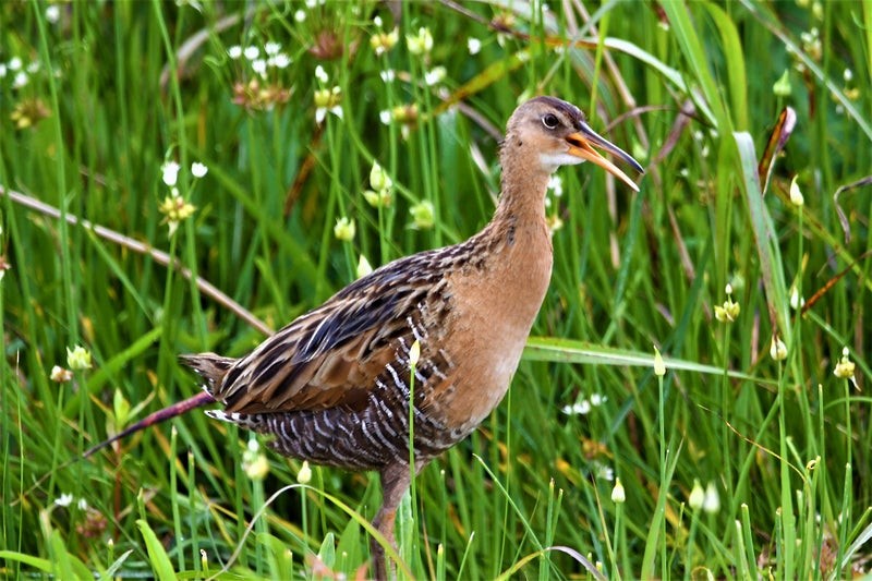 King Rail - ML644064265